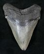 Chubutensis Fossil Tooth (Megalodon Ancestor) #13286-2